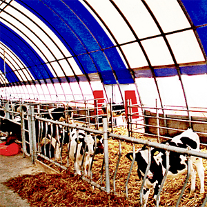 200 башка арналган музоо эти үчүн сарай 12*60 м