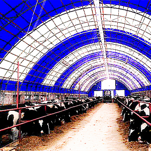 300 башка арналган уй сарай 21*82