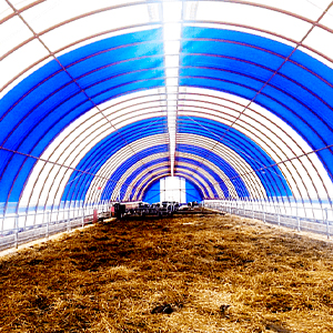 350 башка ылайыктуу уй сарай, 22*100 м