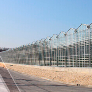 576 м2 VENLO тибиндеги ферма күнөсканасы